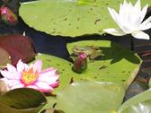 Frogs enjoying lilies